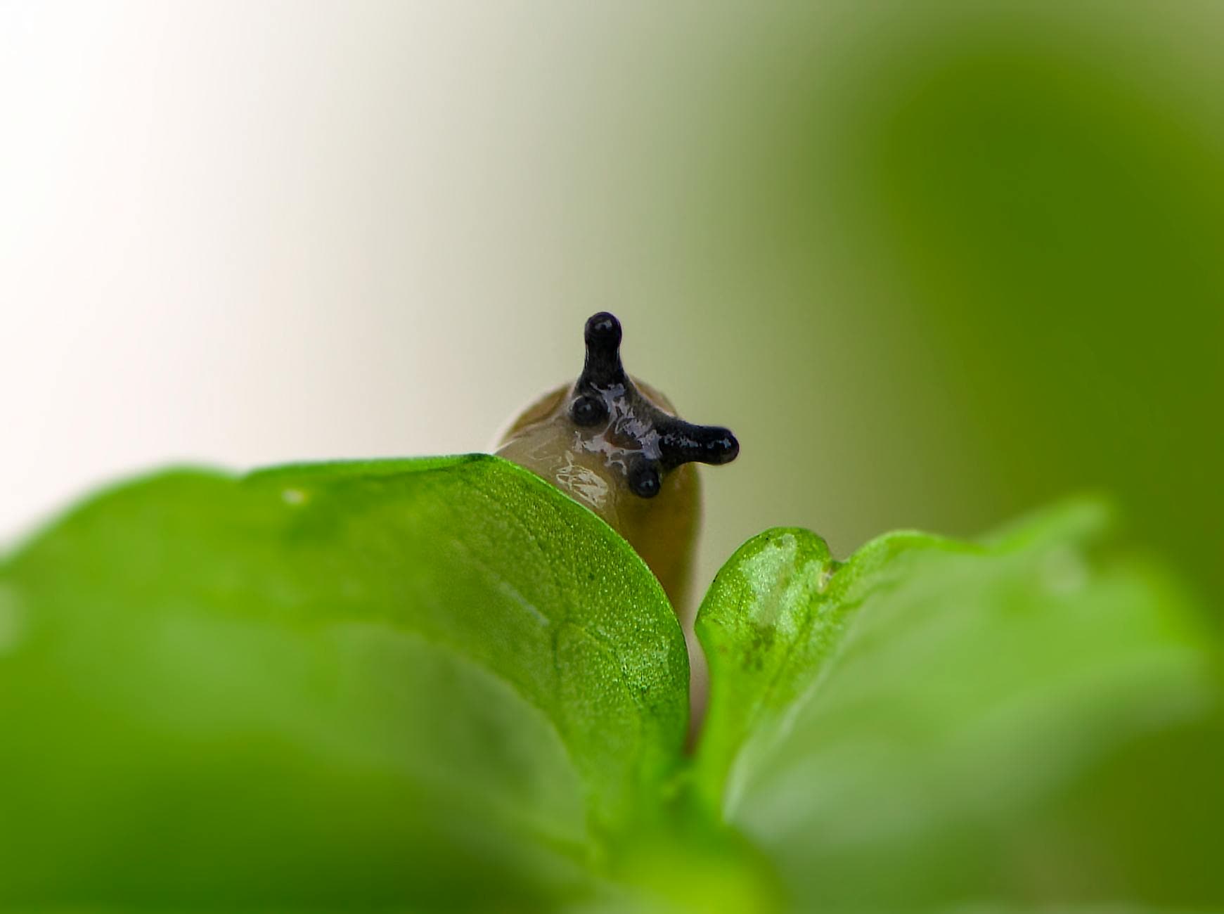 Éliminer les limaces naturellement : les meilleures méthodes écologiques [Teste] — astuce jardinage