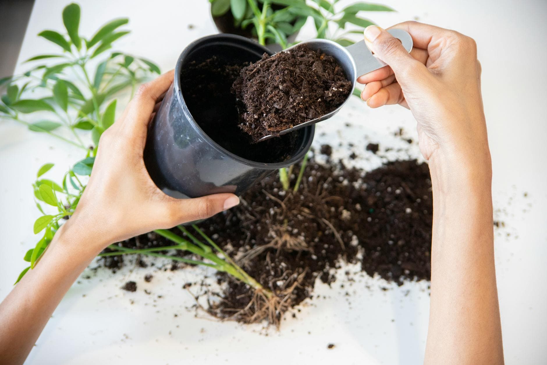 Rempoter ses plantes d''intérieur : quand, comment et dans quel pot [Teste] — astuce jardinage BonneAstuce.fr