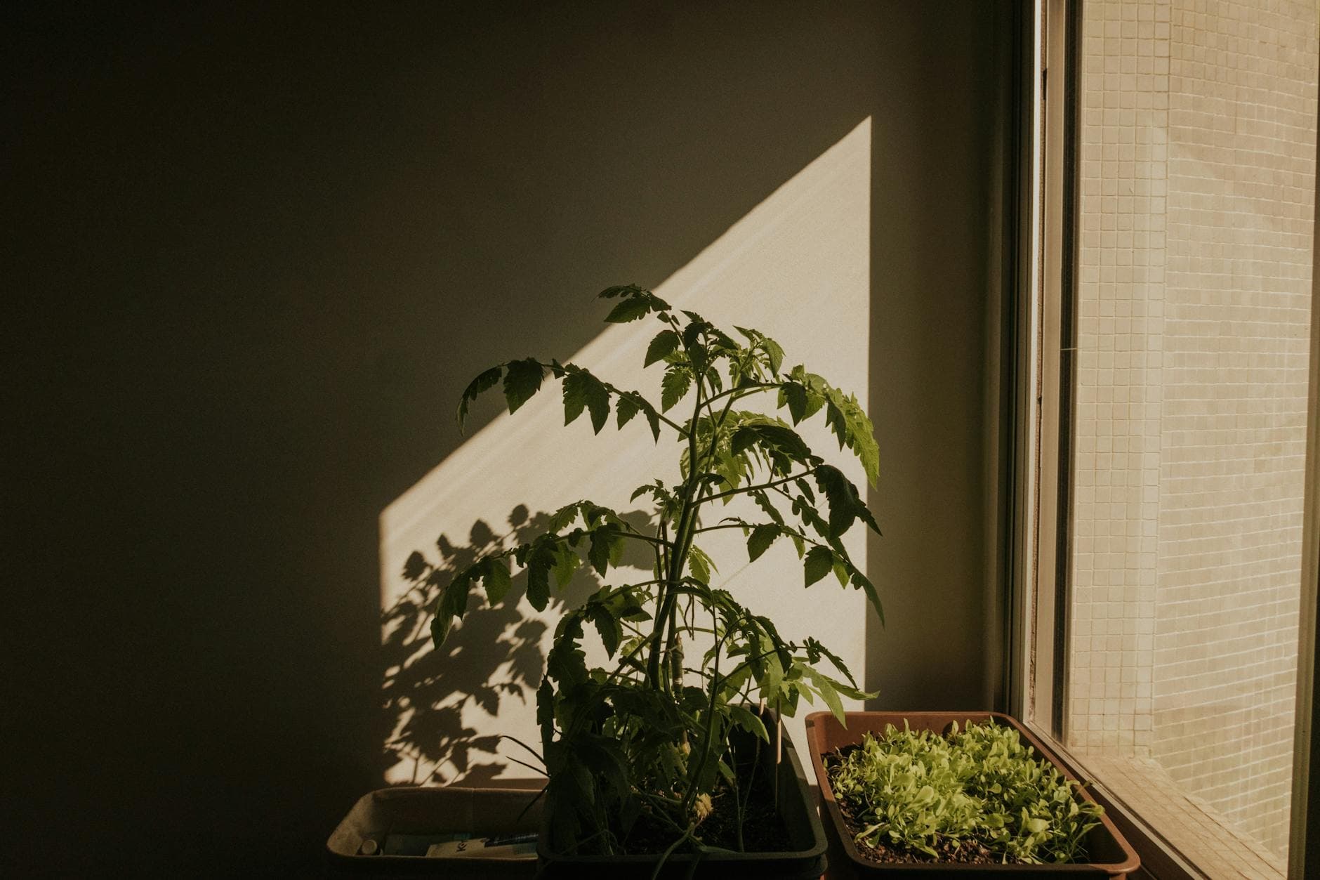 Comment cultiver des tomates en pot sur un balcon [Teste] — astuce jardinage