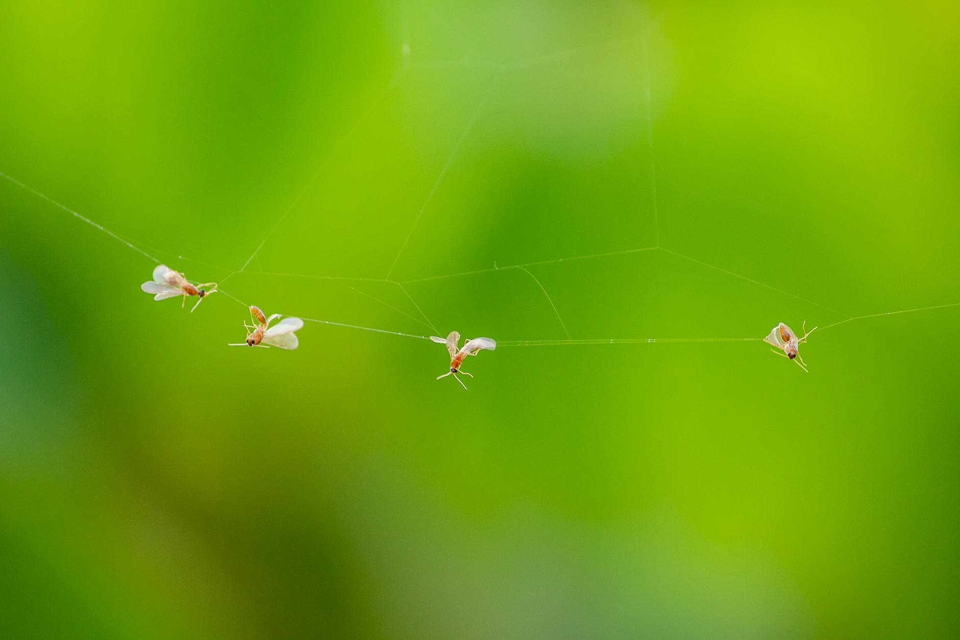 Comment éliminer les moucherons dans la cuisine [Astuce] — astuce nettoyage