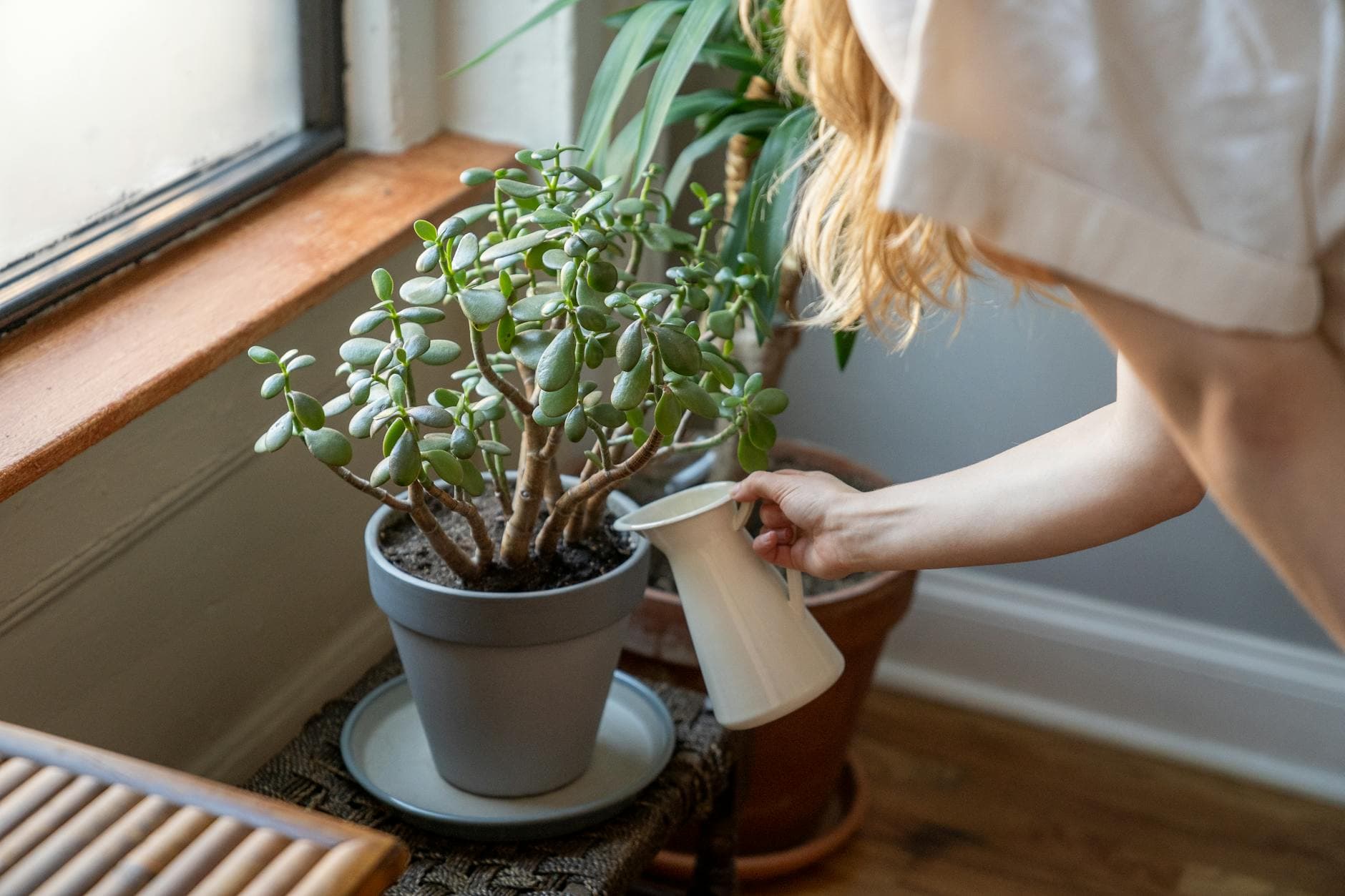Comment entretenir les plantes grasses et succulentes [Teste] — astuce jardinage BonneAstuce.fr