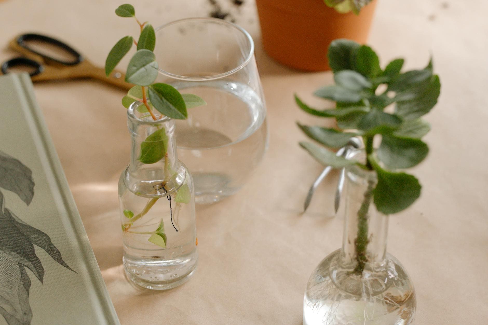 Comment faire des boutures de plantes facilement [Teste] — astuce jardinage BonneAstuce.fr