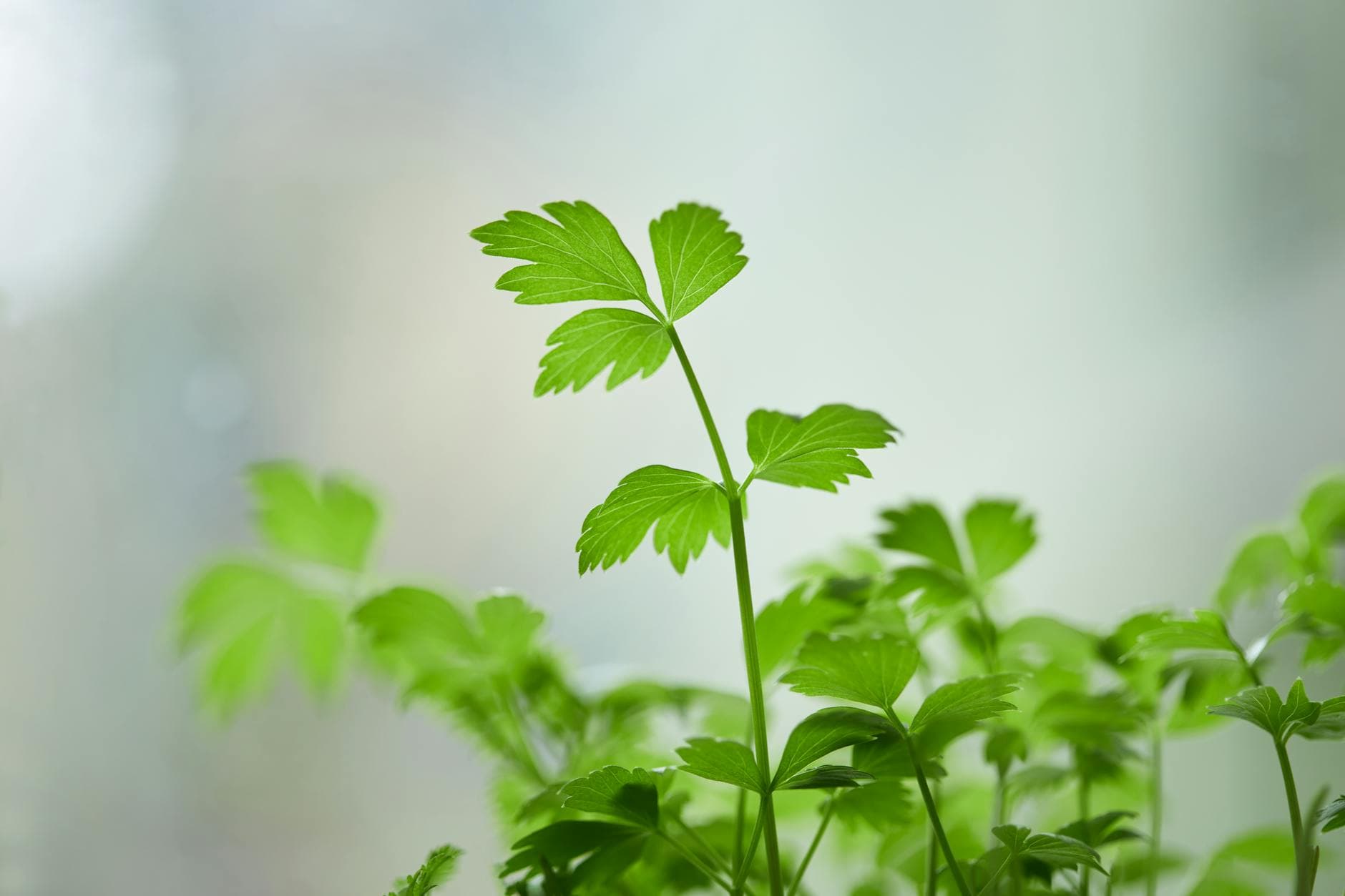Faire pousser des herbes aromatiques chez soi : le guide pratique [Teste] — astuce jardinage BonneAstuce.fr