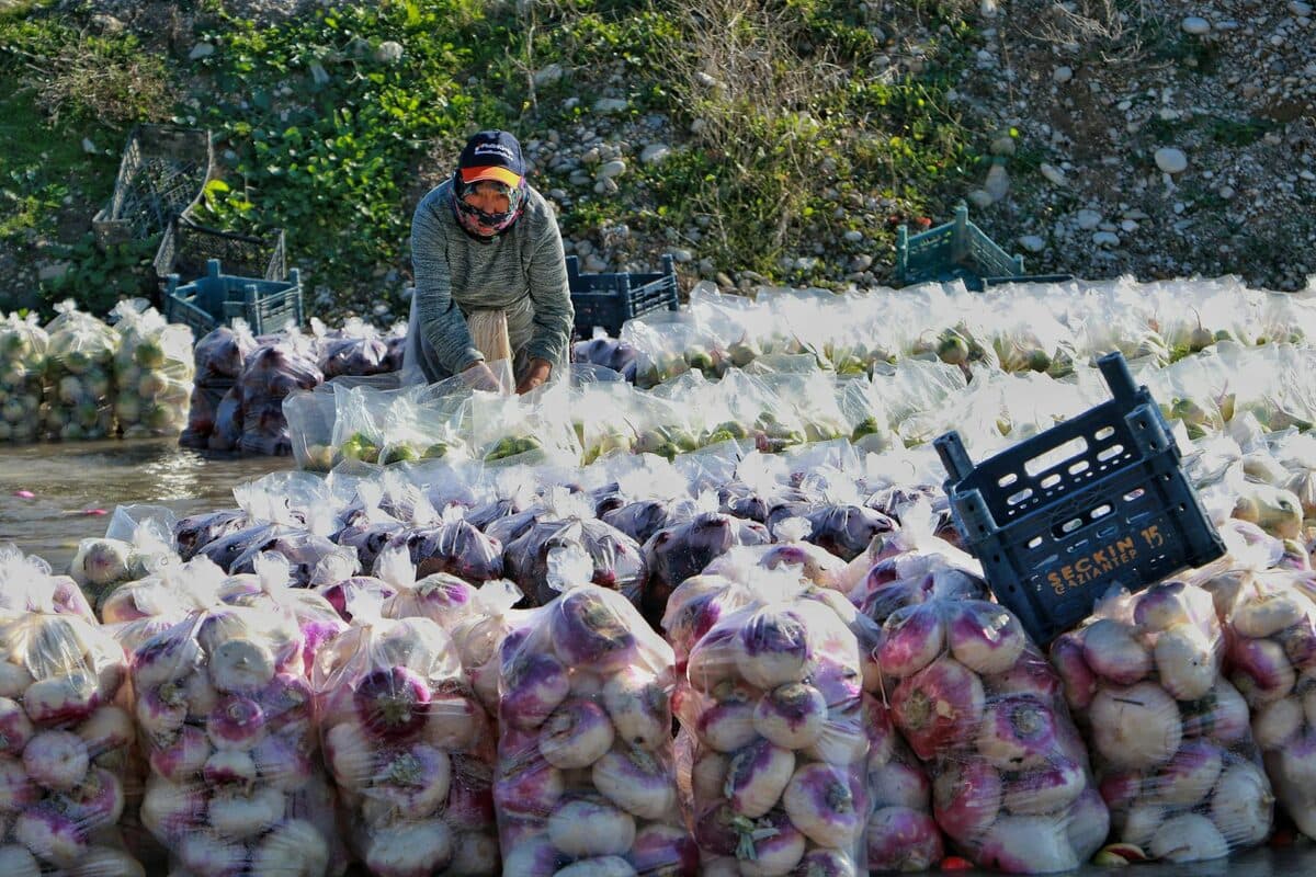 Congeler les légumes du jardin pour garder vitamines et goût [Facile] — astuce cuisine