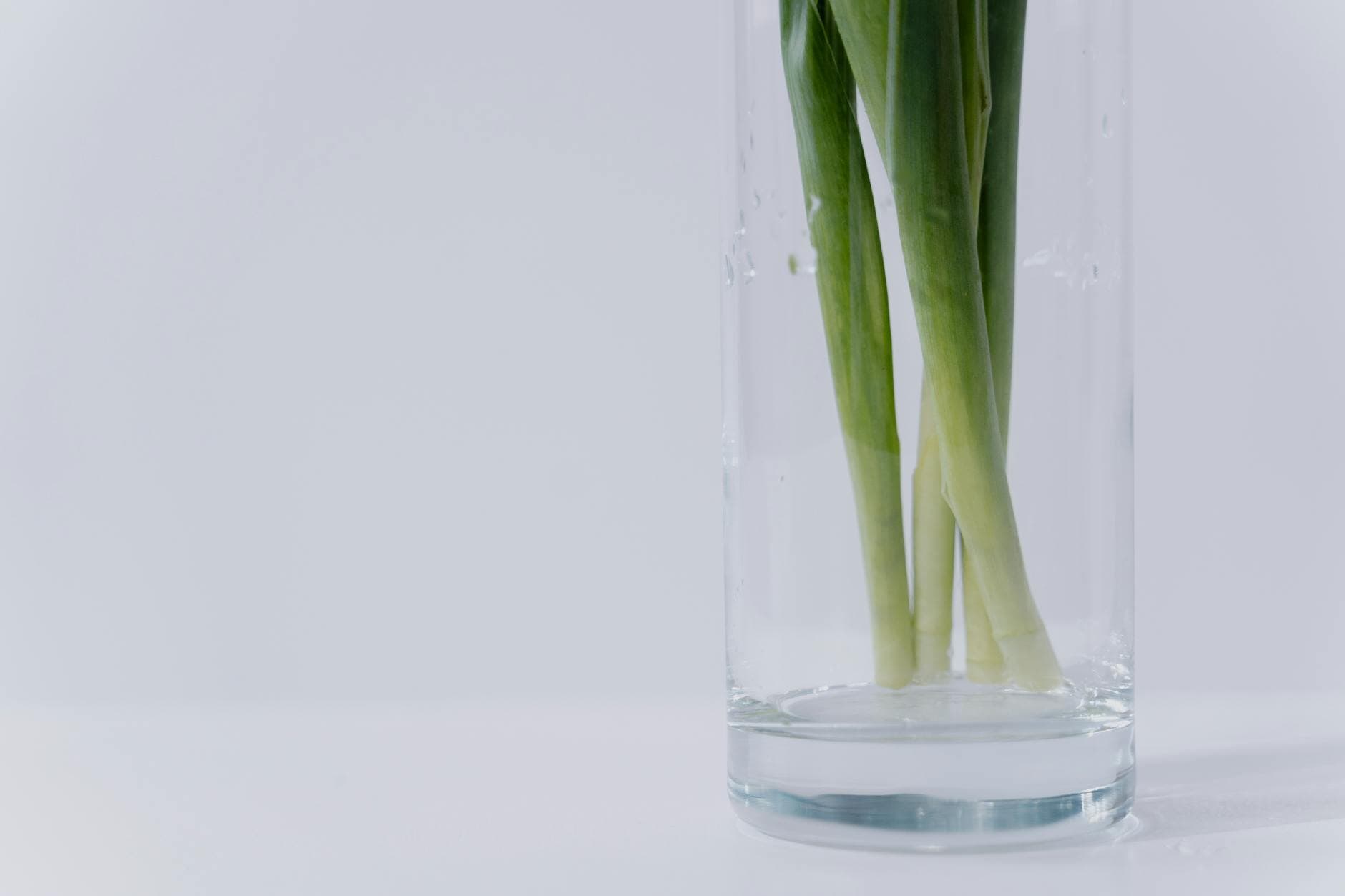 Comment conserver ses herbes aromatiques plus longtemps [Facile] — astuce cuisine BonneAstuce.fr