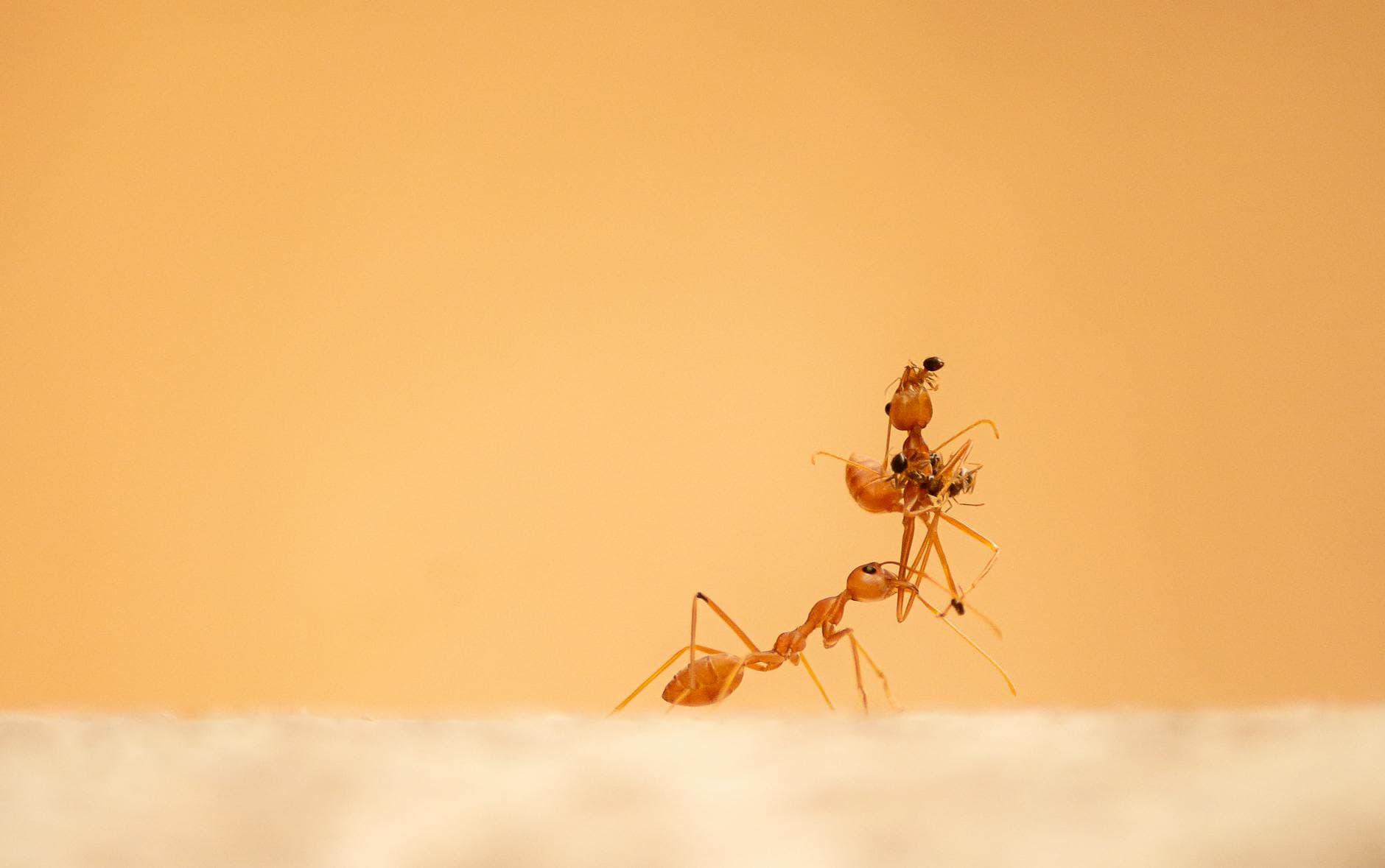 Comment éliminer les fourmis de la maison naturellement [Astuce] — astuce nettoyage BonneAstuce.fr