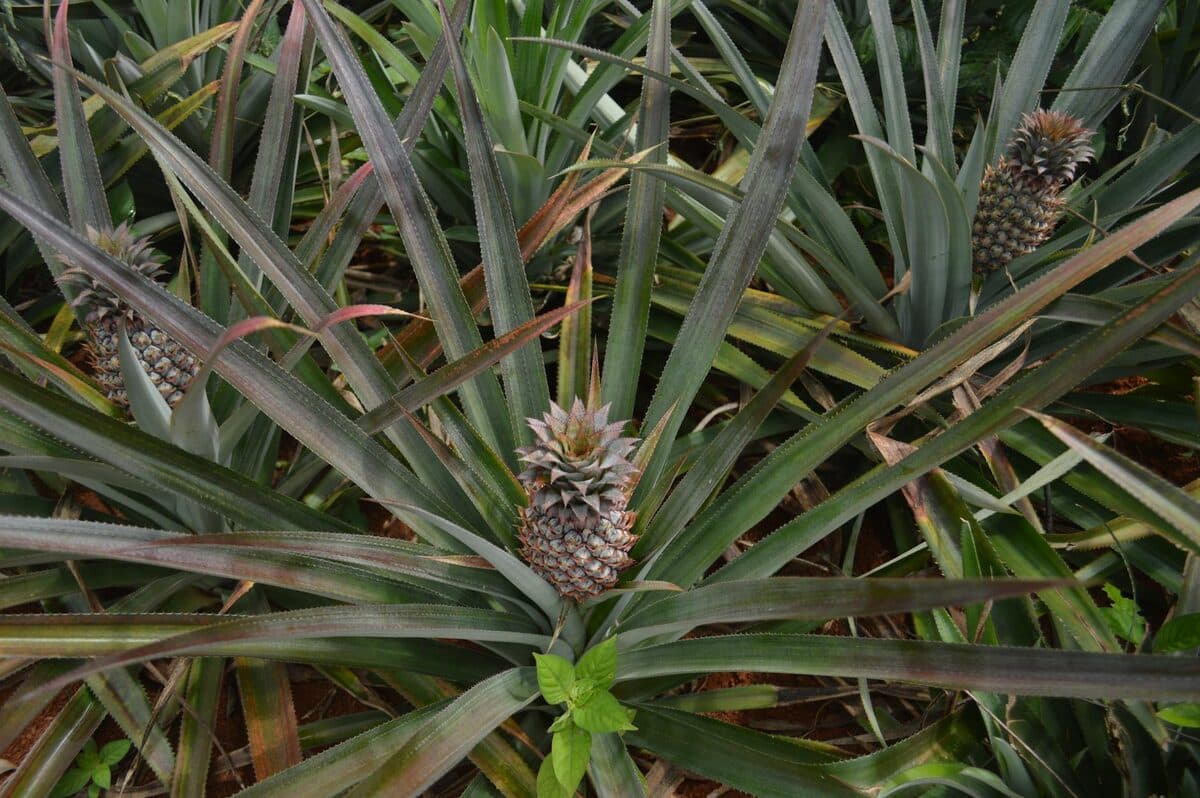 Faire pousser un ananas à partir de la couronne : guide complet [Facile] — astuce cuisine