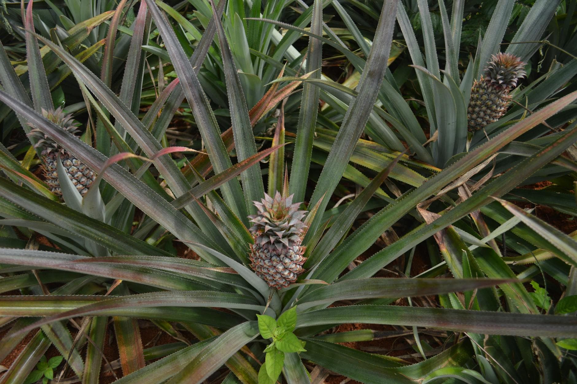 Faire pousser un ananas à partir de la couronne : guide complet [Facile] — astuce cuisine