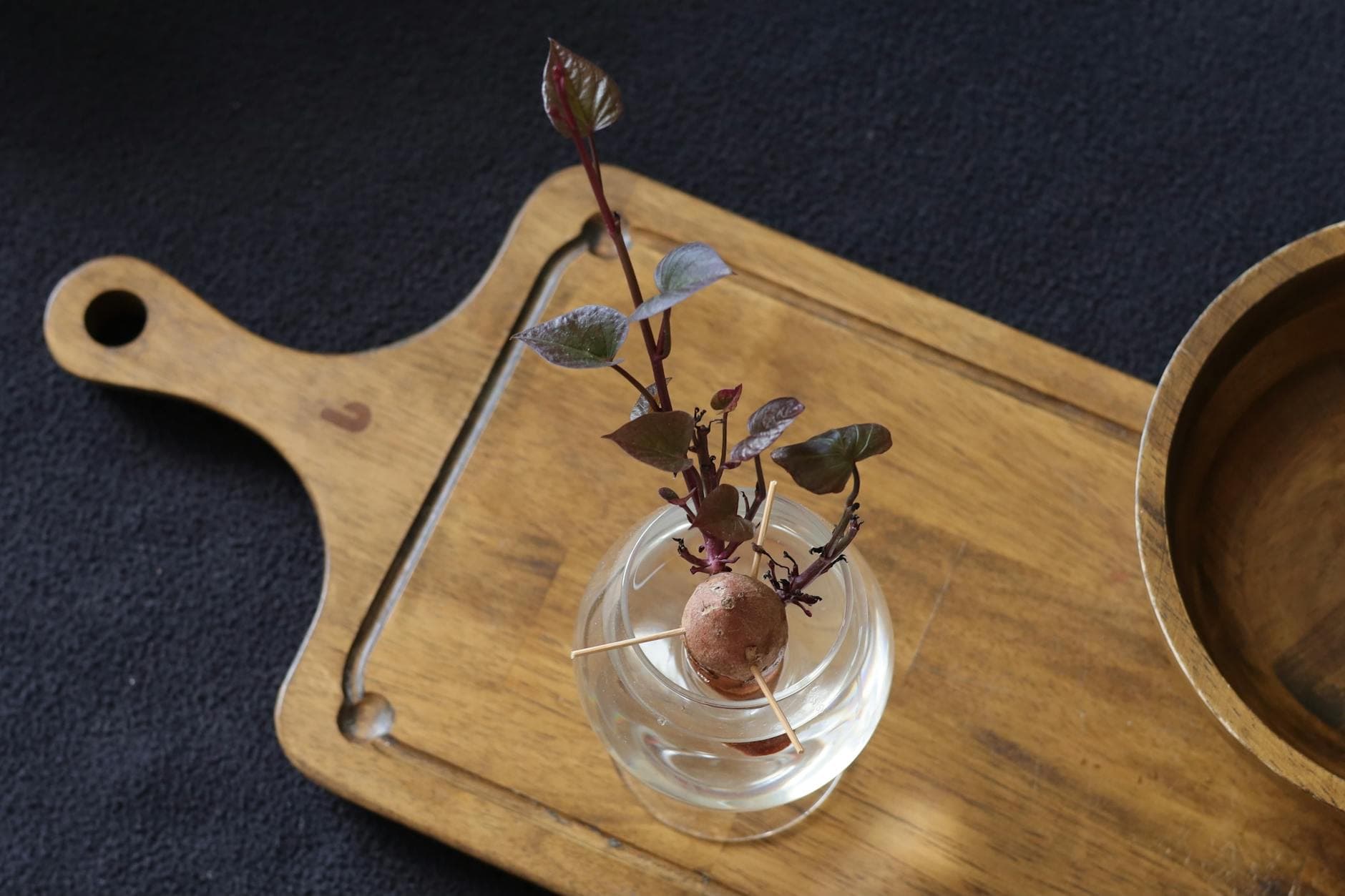 Faire pousser des patates douces au jardin ou en pot [Teste] — astuce jardinage