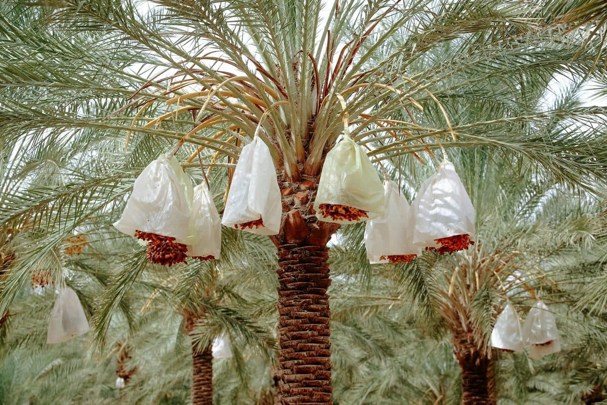 Hiverner les palmiers en extérieur — protection contre le gel [Teste] — astuce jardinage BonneAstuce.fr