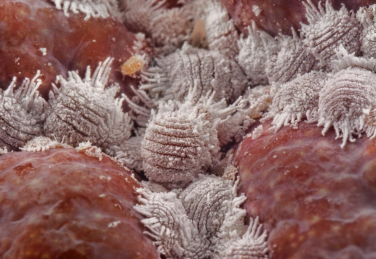 Éliminer les cochenilles sur les plantes naturellement [Teste] — astuce jardinage