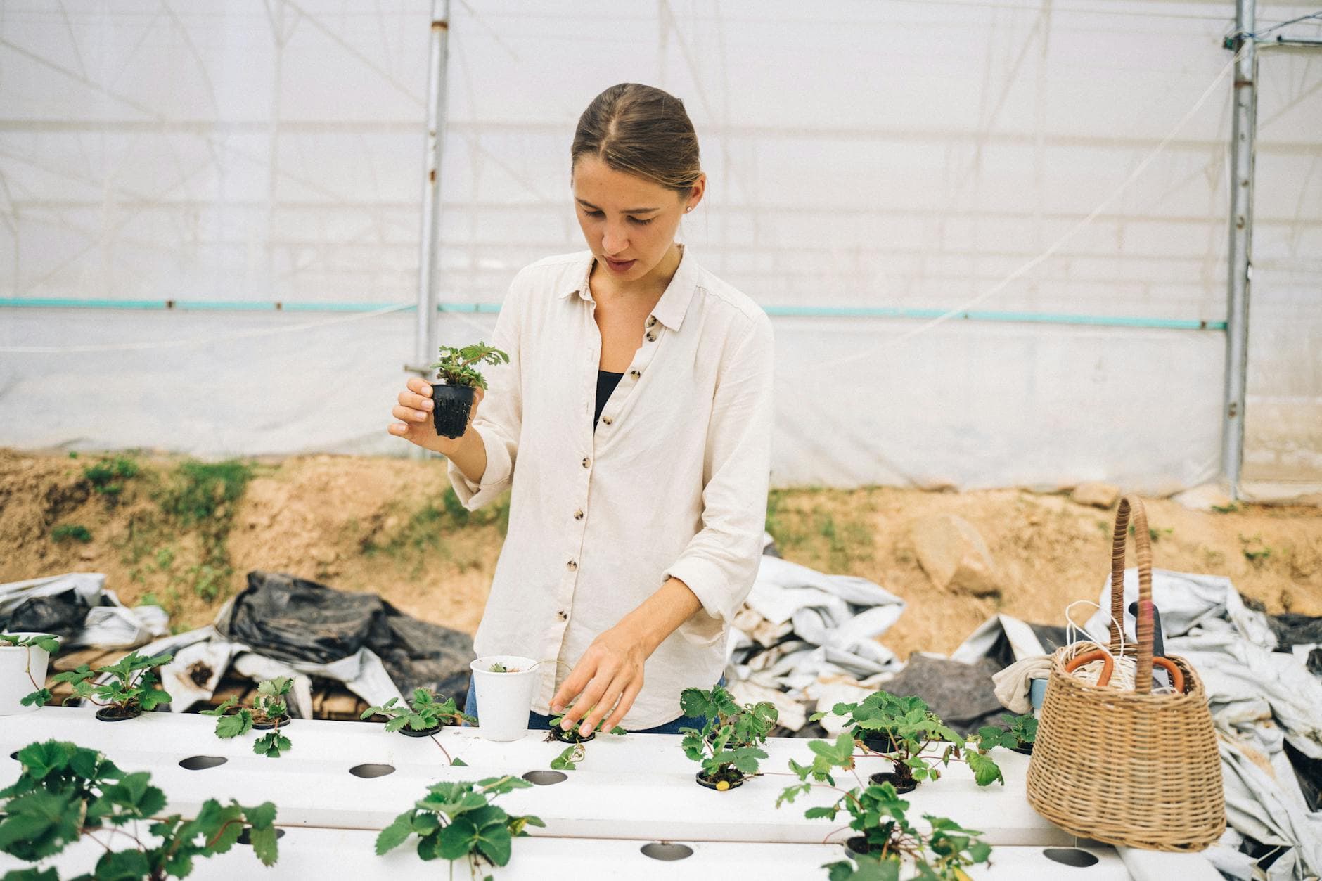 Multiplier ses fraisiers par stolons gratuitement [Teste] — astuce jardinage