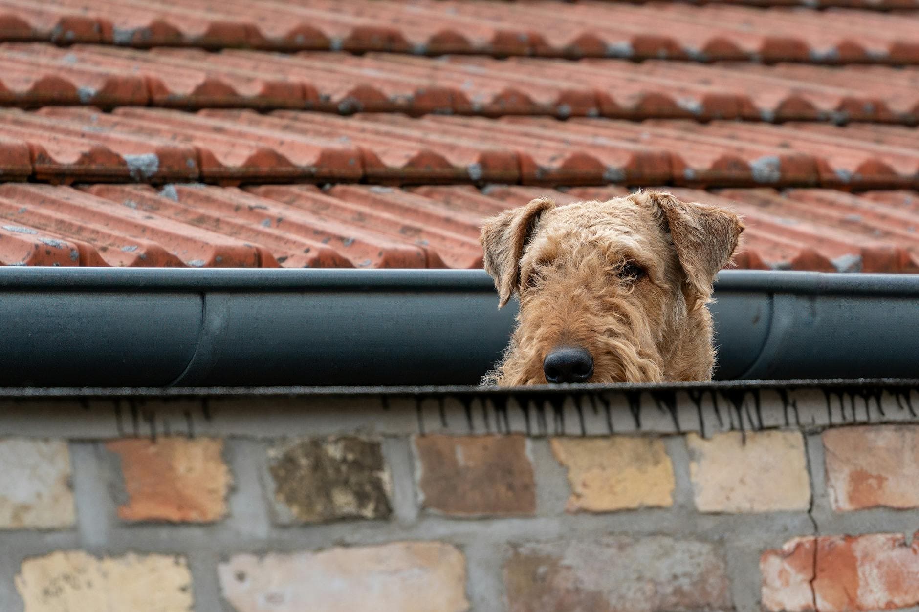 Nettoyer les gouttières des feuilles facilement et en sécurité [Facile] — astuce bricolage