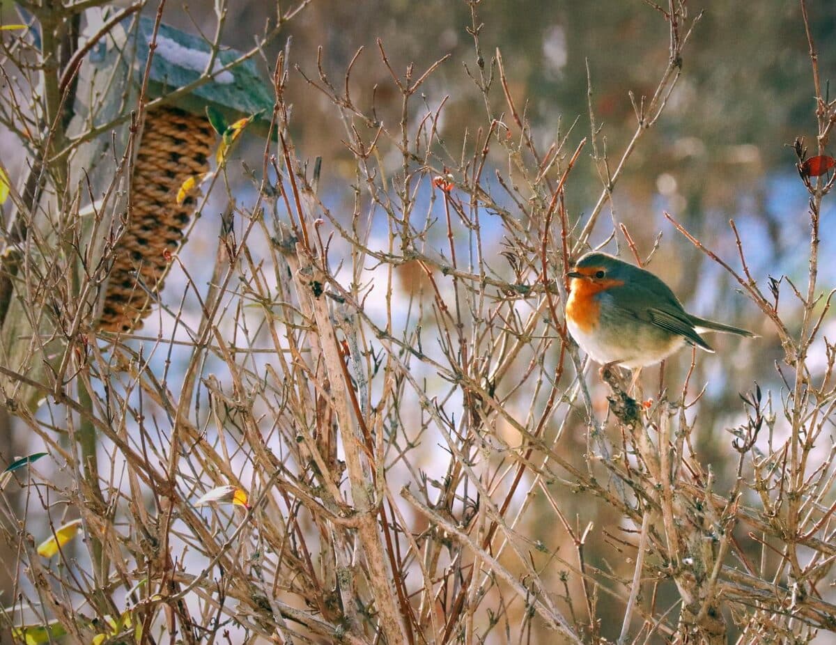 Nourrir les oiseaux du jardin en hiver [Teste] — astuce jardinage