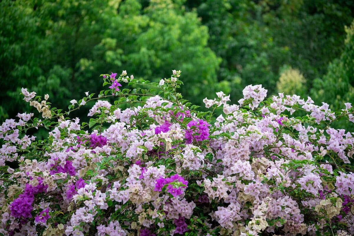 Créer une haie fleurie pas chère et facile à entretenir [Teste] — astuce jardinage
