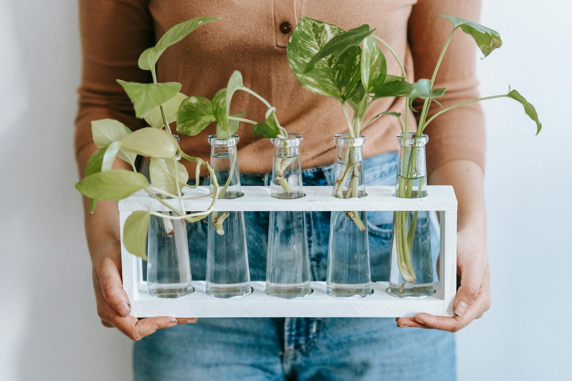 10 plantes d'intérieur increvables pour débutants [Teste] — astuce jardinage BonneAstuce.fr