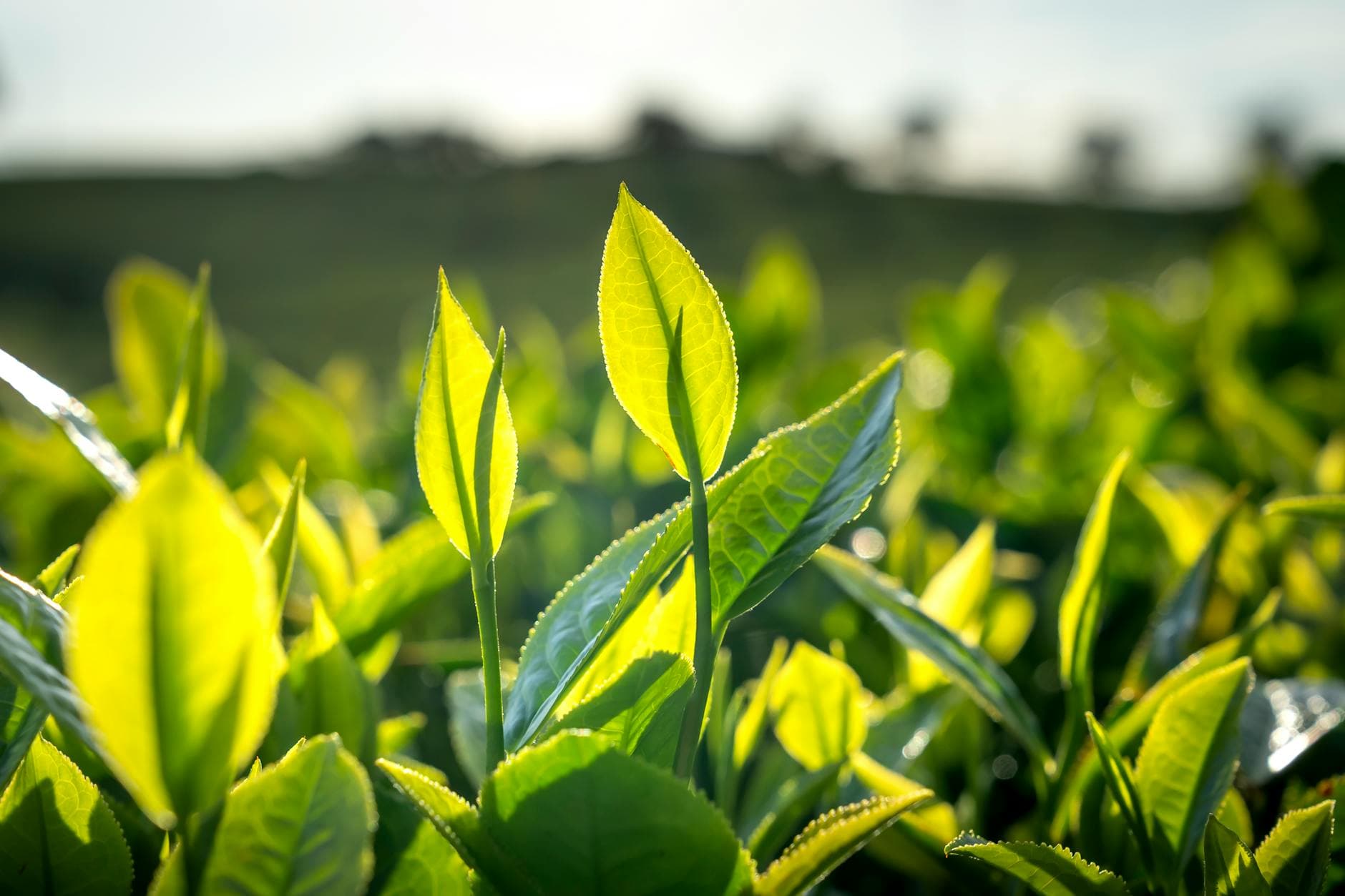 Recycler le marc de thé : 12 usages pratiques à la maison et au jardin [Astuce] — astuce économies