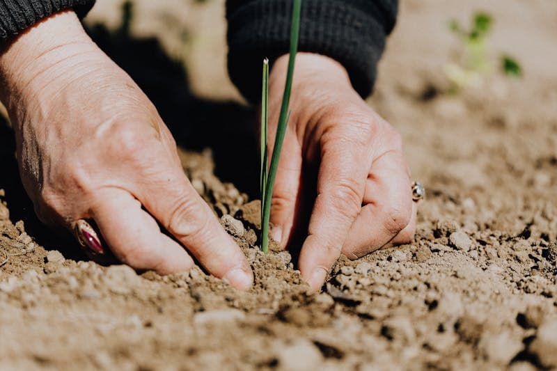 Réussir ses semis sous abri froid en mars — guide débutant [Teste] — astuce jardinage BonneAstuce.fr