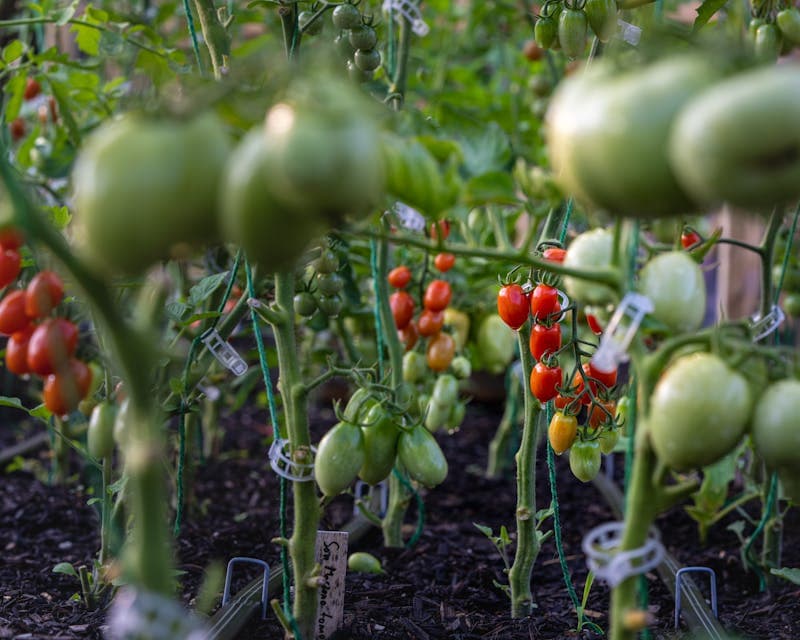 Tailler les tomates correctement — supprimer les gourmands [Teste] — astuce jardinage