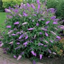 Buddleia (arbre à papillons) plant