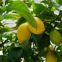 Citronnier 4 saisons en pot