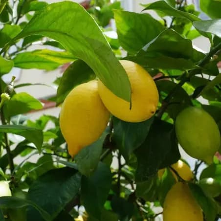 Citronnier 4 saisons en pot