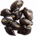 Graines de consoude Symphytum officinale