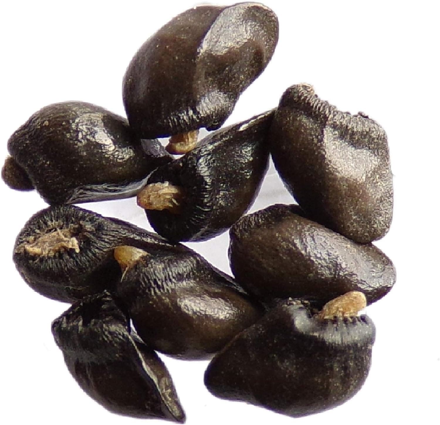 Graines de consoude Symphytum officinale