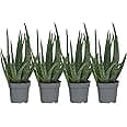 Plante aloe vera en pot