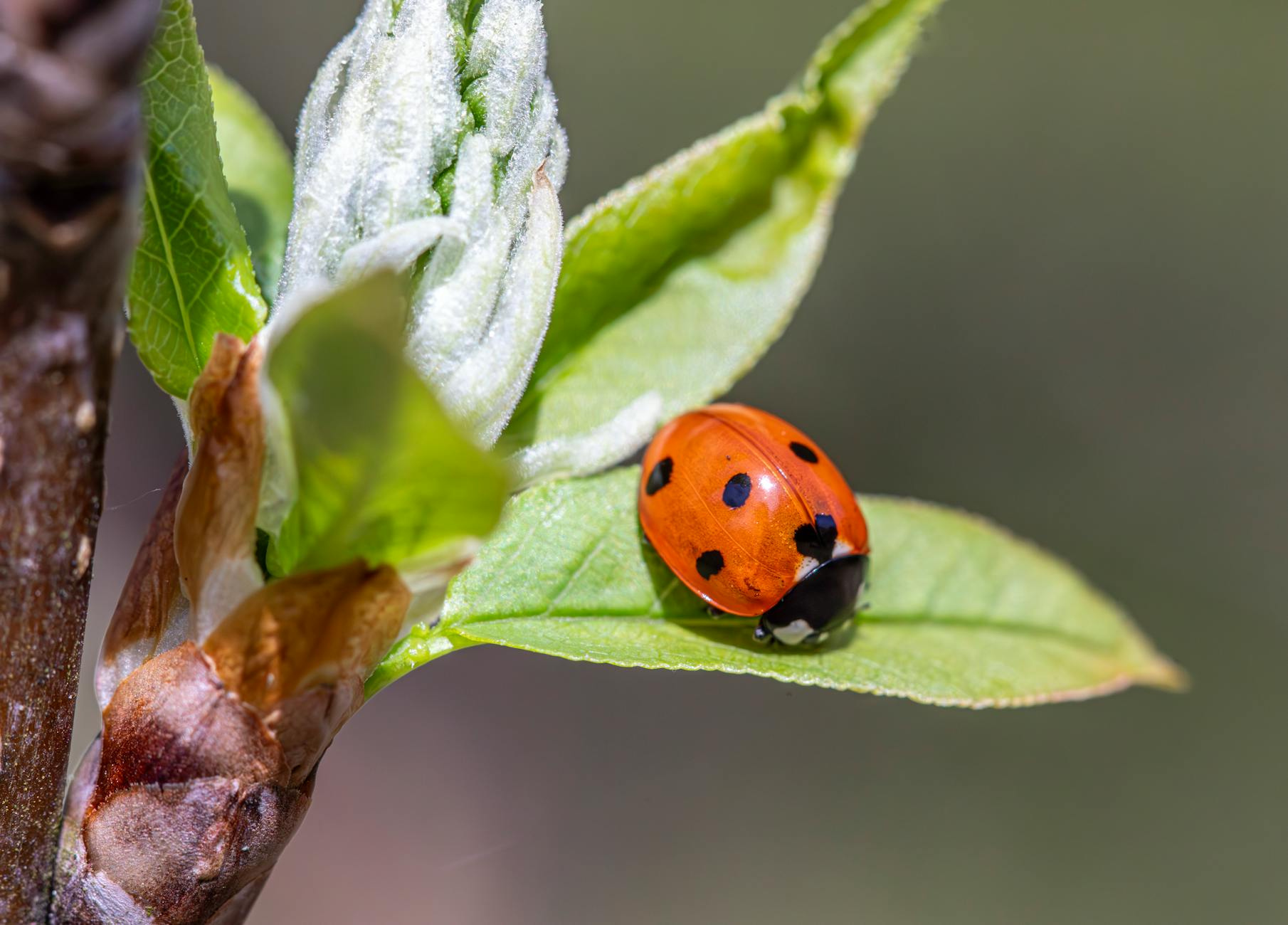 Attirer les auxiliaires du jardin [Teste]