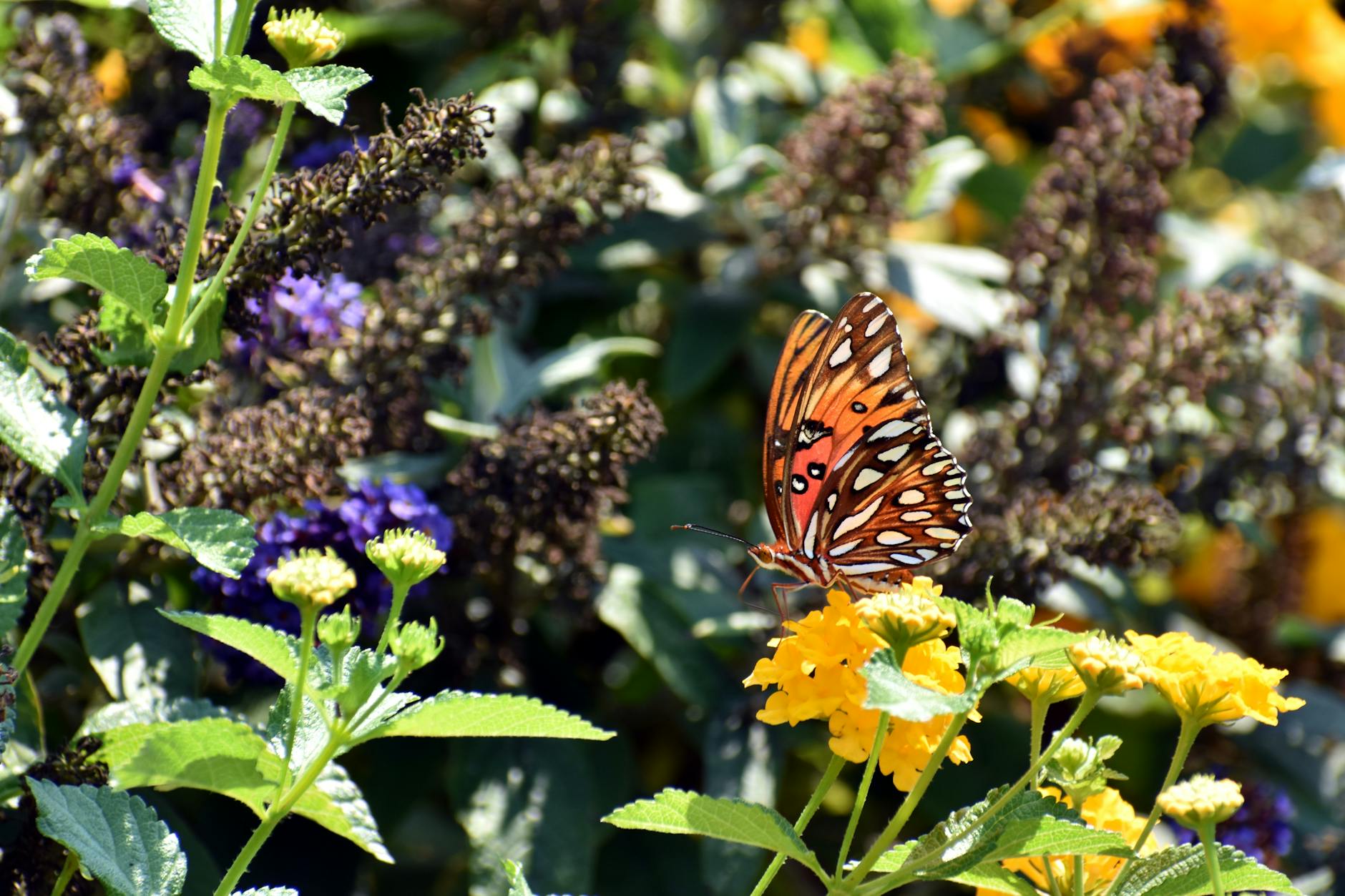 Attirer les papillons dans votre jardin : plantes et aménagements efficaces [Teste]