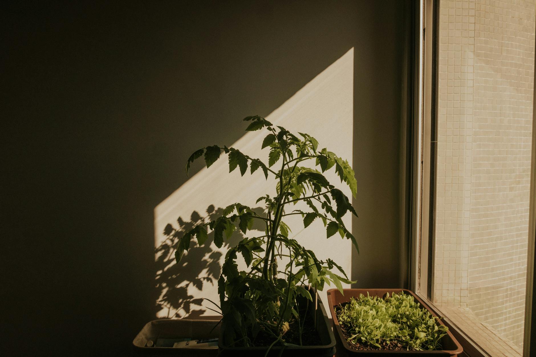 Comment cultiver des tomates en pot sur un balcon [Teste]