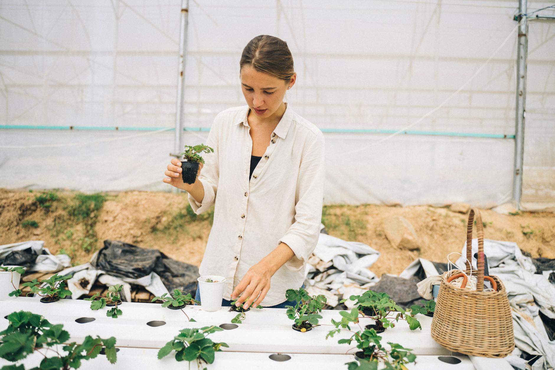 Multiplier ses fraisiers par stolons gratuitement [Teste]