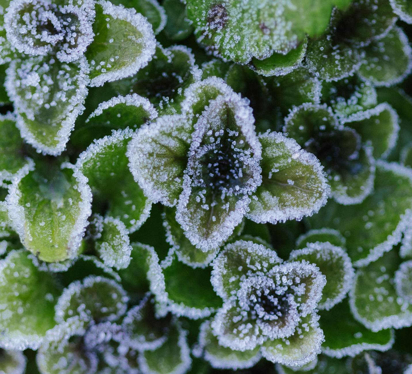 Protéger les plantes du gel en hiver [Teste]