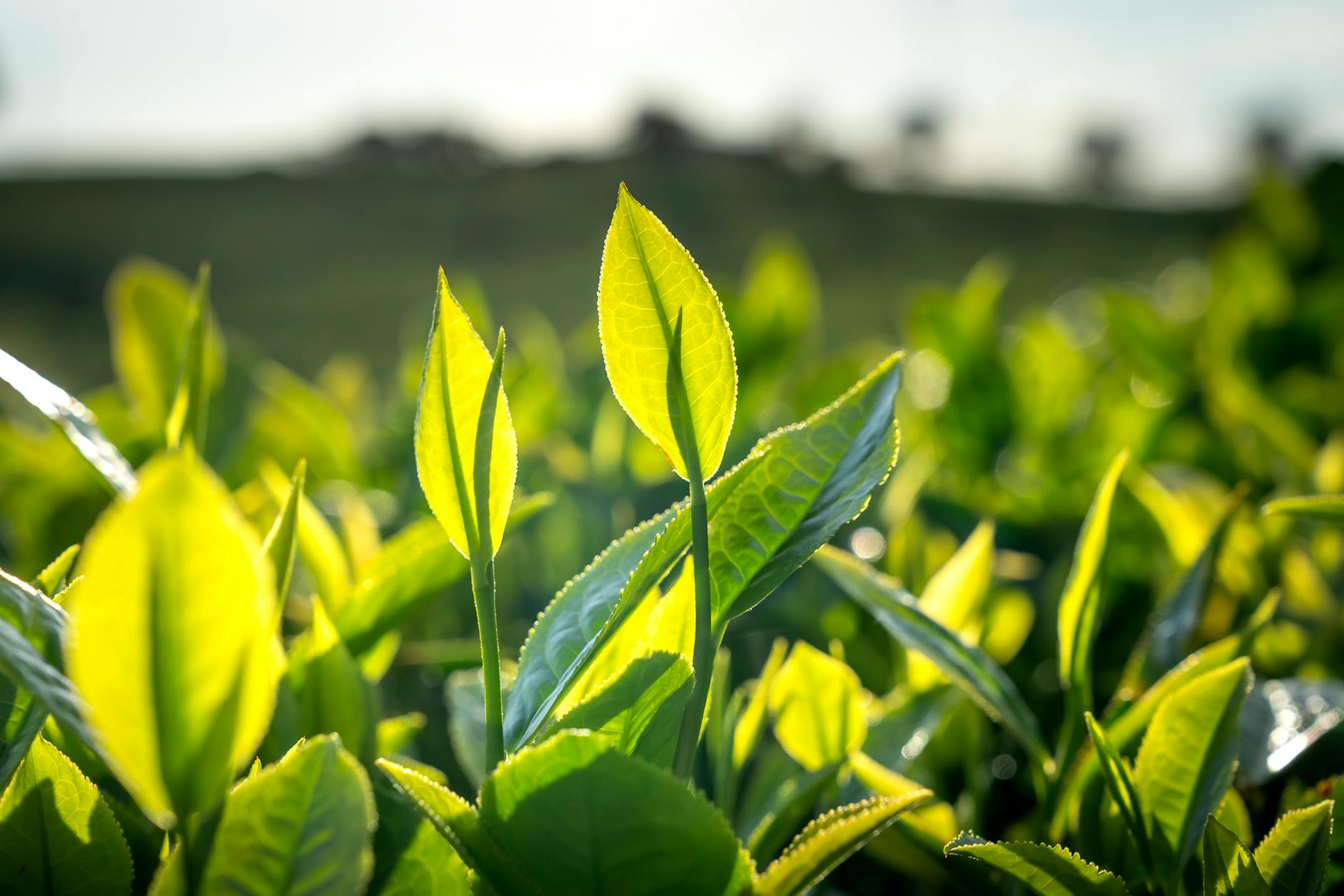 Recycler le marc de thé : 12 usages pratiques à la maison et au jardin [Astuce]