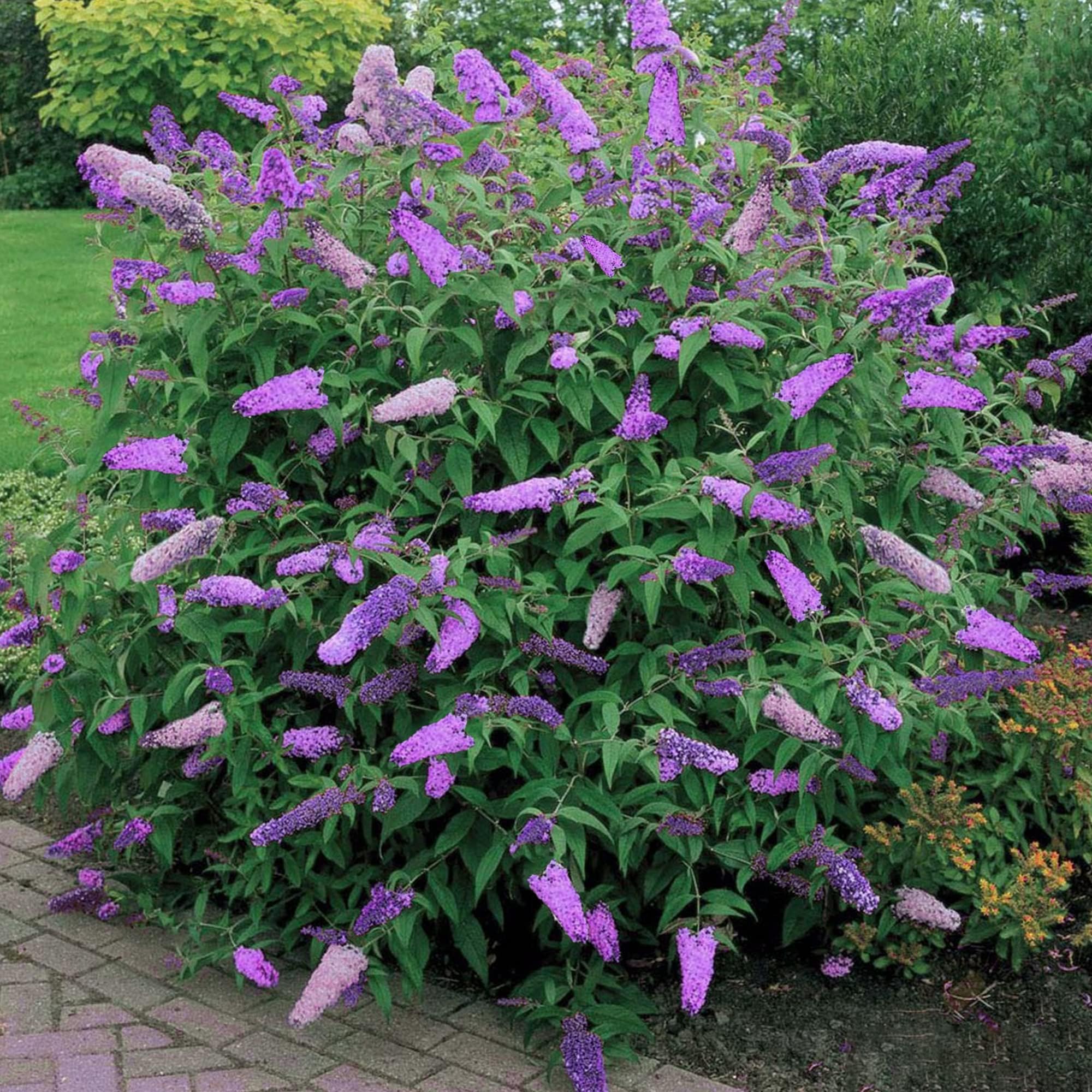 Buddleia (arbre à papillons) plant