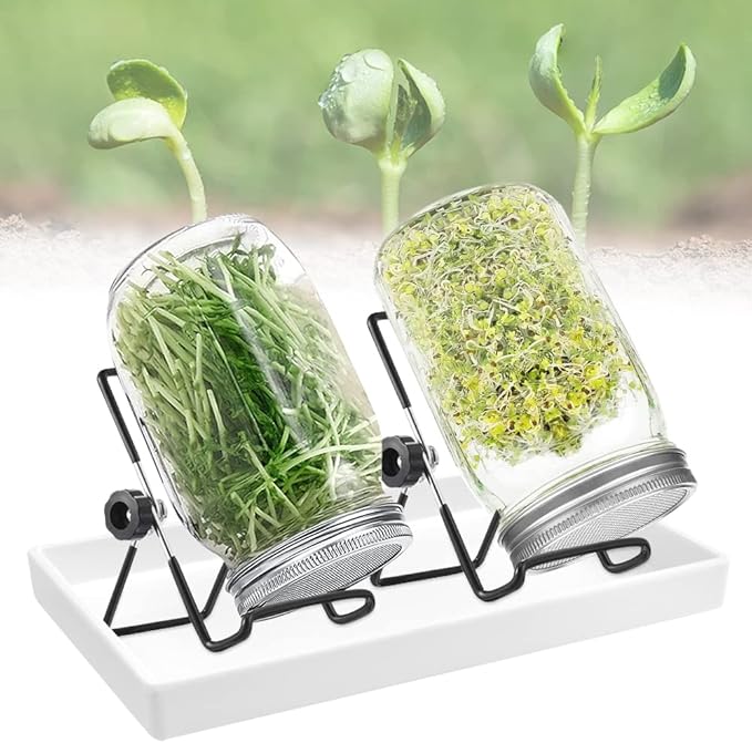 Germoir en bocal avec couvercle grillagé