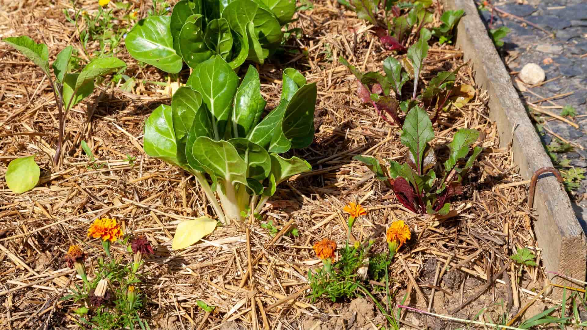 Paillage naturel jardin (paille)
